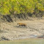 SUNDARBAN