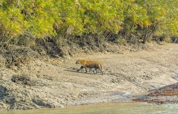 SUNDARBAN